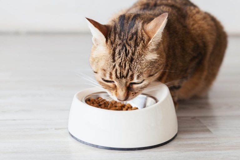Que faut-il ajouter aux aliments pour chats ?